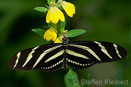 027 Zebra-Falter - Heliconius charitonius